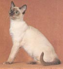 Tonkinese Photo