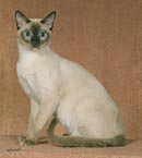 Tonkinese Photo