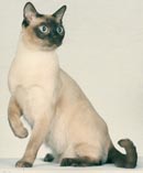 Tonkinese Photo