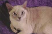 Tonkinese Photo