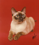Tonkinese Photo