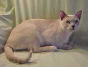 Tonkinese Photo