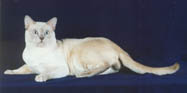 Tonkinese Photo
