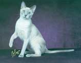 Tonkinese Photo