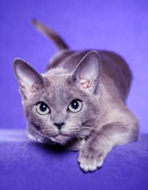 Tonkinese Photo