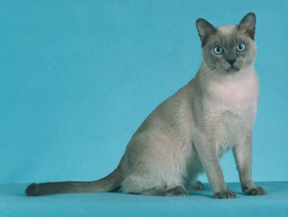 Tonkinese Photo