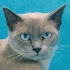 Tonkinese Color