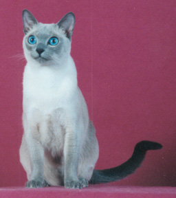 Tonkinese Photo