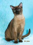Tonkinese