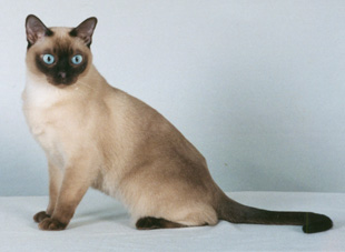 Tonkinese Photo