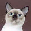 Tonkinese Color