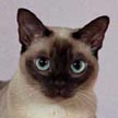 Tonkinese Color