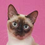 Tonkinese Color
