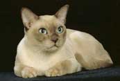 Tonkinese Cat