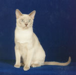 Tonkinese Photo