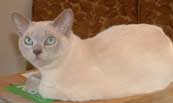 Tonkinese Photo