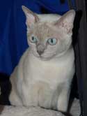 Tonkinese Photo