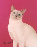 Tonkinese Photo