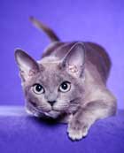 Tonkinese Photo