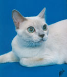 Tonkinese Photo
