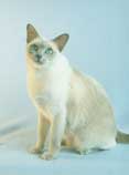 Tonkinese Photo
