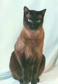 Tonkinese Photo