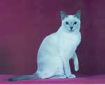 Tonkinese Photo
