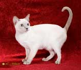Tonkinese
