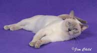 Tonkinese