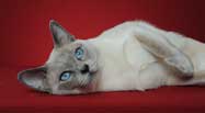 Tonkinese