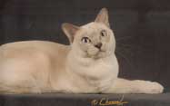 Tonkinese Photo