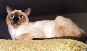 Tonkinese Photo