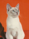 Tonkinese Photo