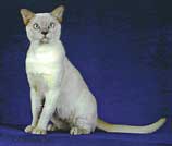 Tonkinese Photo