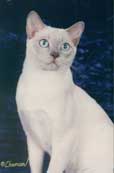 Tonkinese Photo