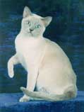 Tonkinese Photo