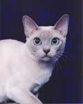 Tonkinese Photo