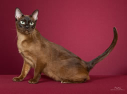 Kiwendo's Lady Bronwyn of Pawdancer