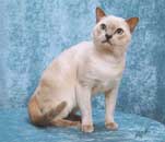 Tonkinese Photo