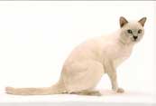 Tonkinese Cat