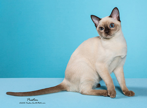 GC Minkitty's Brandi