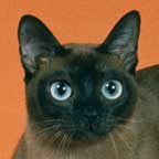 Tonkinese Color