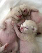 Tonkinese Kitten Photo