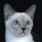 Tonkinese Color