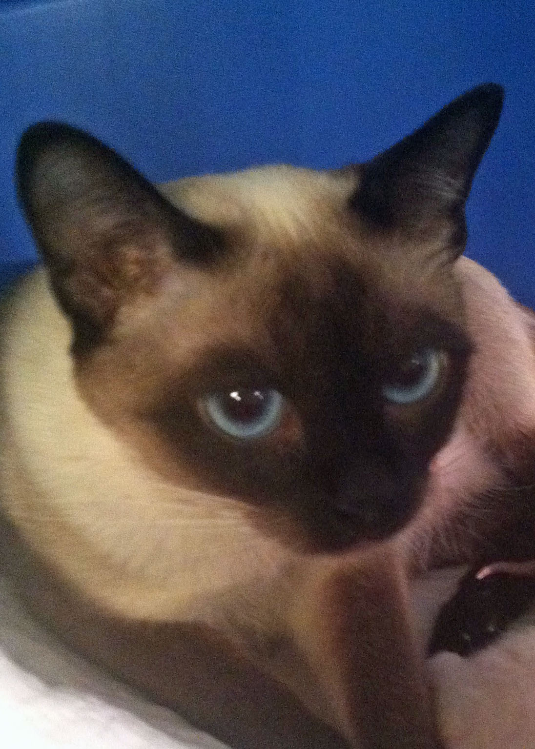 Pendragon A Rockette, Naturally