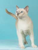 Tonkinese Photo
