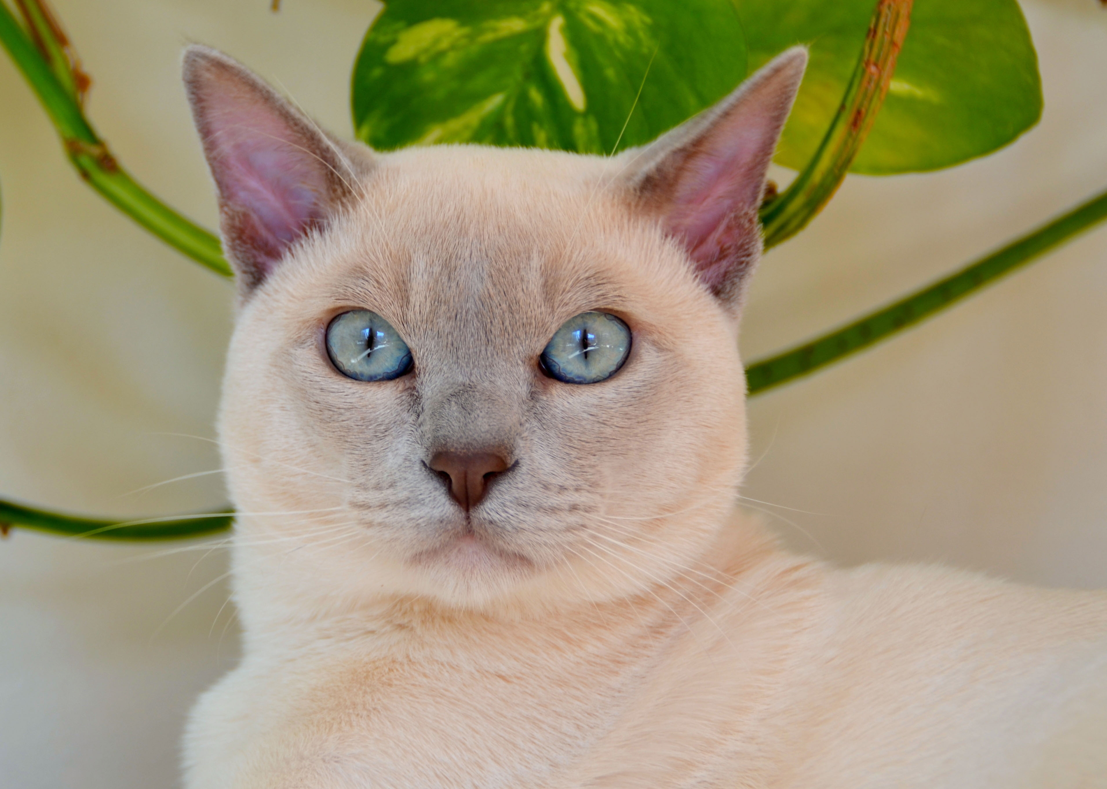 Purrteck Butterscotch