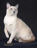 Tonkinese