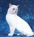 Tonkinese Photo
