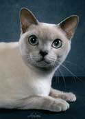 Tonkinese Photo